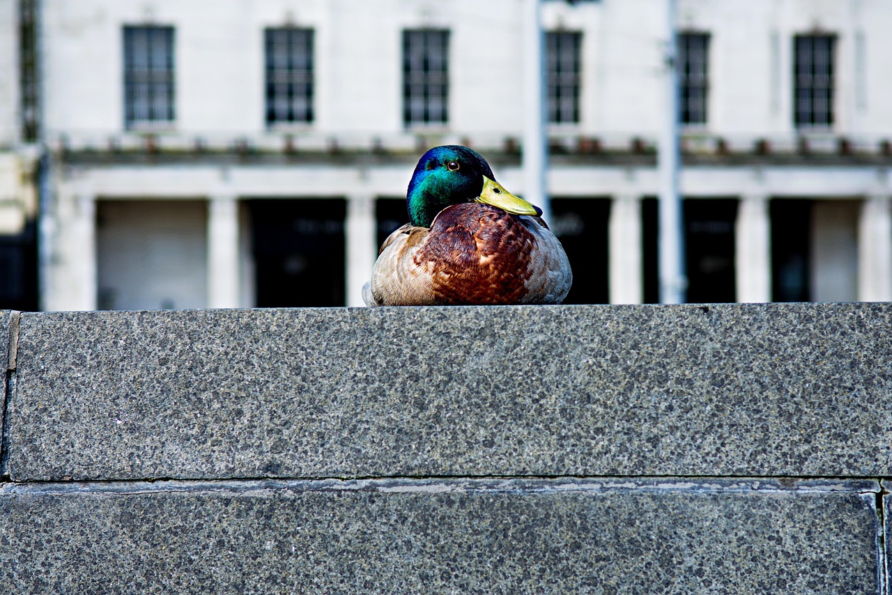 is there a christmas market in nottingham this year